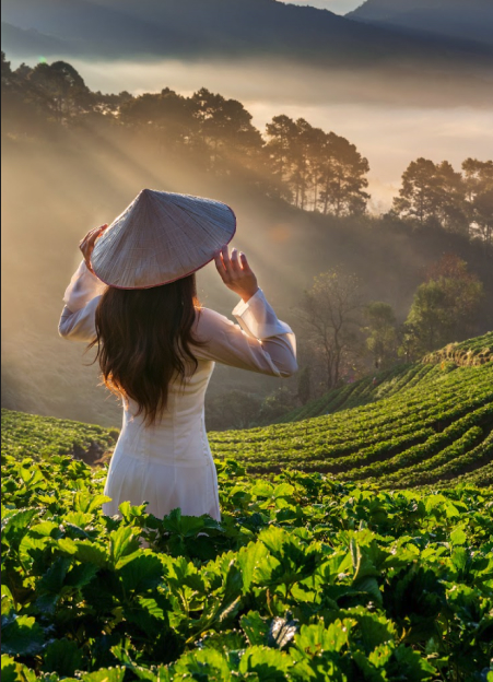 A woman in a hat gazes at the sunrise over a lush tea plantation, surrounded by vibrant green tea bushes.